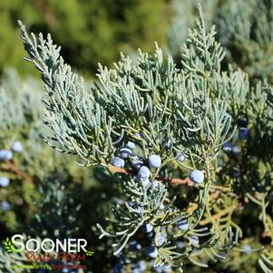 GREY OWL JUNIPER