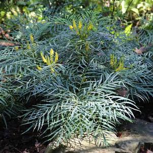 SOFT CARESS MAHONIA