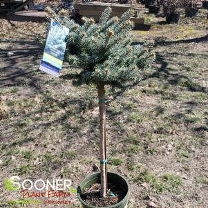 DWARF GLOBE BLUE SPRUCE PATIO TREE