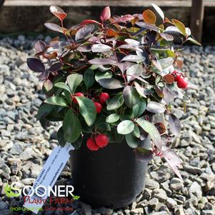 WINTERGREEN TEABERRY