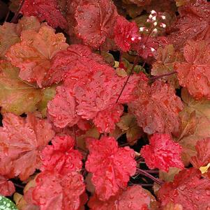 AUTUMN LEAVES CORAL BELLS