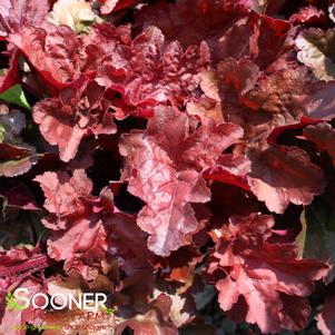 PRIMO® MAHOGANY MONSTER CORAL BELLS