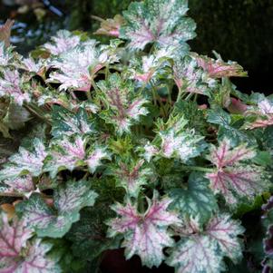 DEW DROPS CORAL BELLS