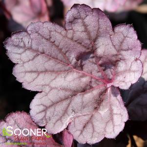 PINK PANTHER CORAL BELLS