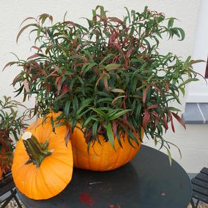 LEAFSCAPE™ HALLOWEEN LEUCOTHOE