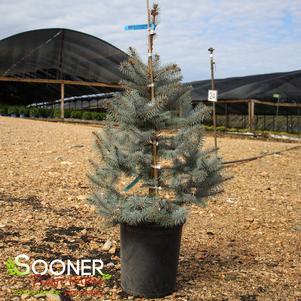 BLUE DIAMOND COLORADO BLUE SPRUCE