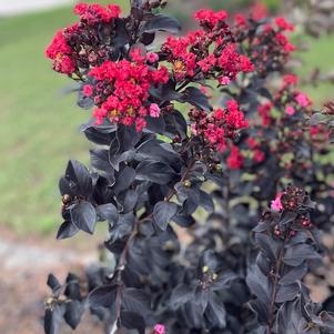 THUNDERSTRUCK™ RUBY™ CRAPEMYRTLE