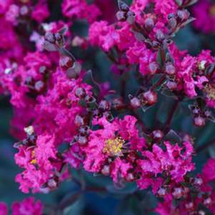 BLACK DIAMOND® MYSTIC MAGENTA CRAPEMYRTLE