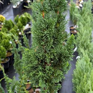 WISSEL'S SAGUARO FALSE CYPRESS