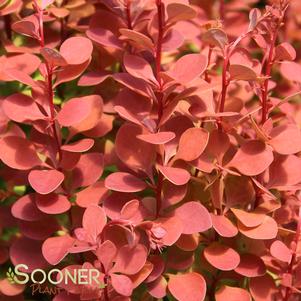 ORANGE ROCKET BARBERRY