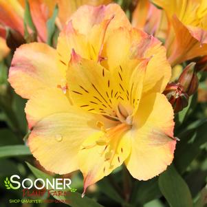 COLORITA® ARIANE® PERUVIAN LILY