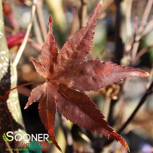 RED FLASH UPRIGHT JAPANESE MAPLE