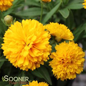 SOLANNA™ GOLDEN BALL TICKSEED