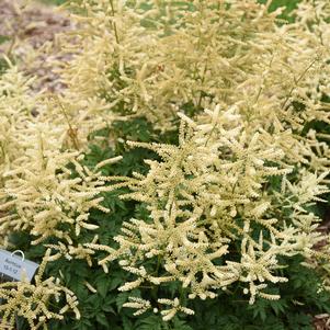 GOATEE GOATSBEARD