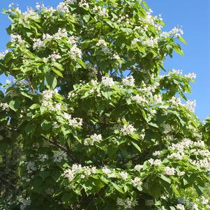 CATALPA