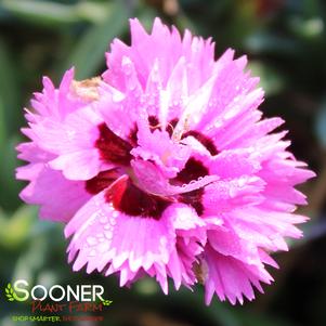 PRETTY POPPERS™ GOODY GUMDROPS DIANTHUS