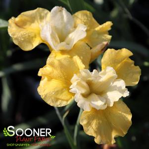 SUNFISHER SIBERIAN IRIS