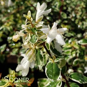 TWIST OF VANILLA™ ABELIA