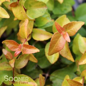 PEACH PERFECTION® ABELIA