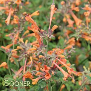 KUDOS™ MANDARIN HYSSOP