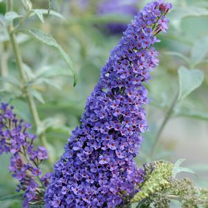 BUZZ® SKY BLUE BUTTERFLY BUSH