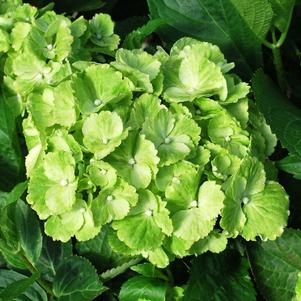 TURTLE TOES HYDRANGEA