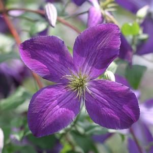 HAPPY JACK® PURPLE CLEMATIS