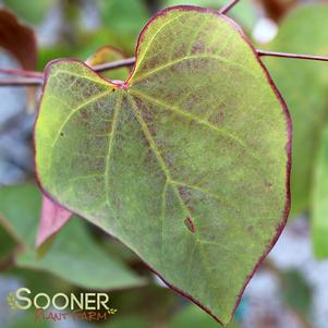 CAROLINA SWEETHEART® REDBUD