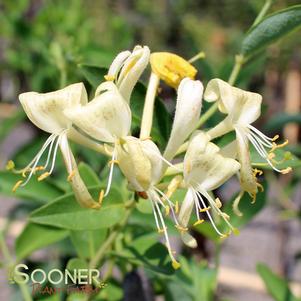 SCENTSATION HONEYSUCKLE