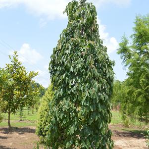 MAGIC FOUNTAIN™ WEEPING PERSIMMON