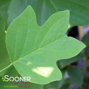 ARNOLD COLUMNAR TULIP TREE