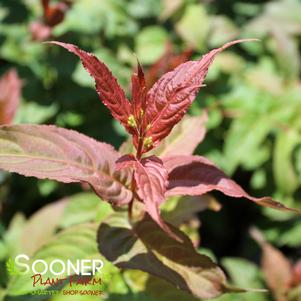 KODIAK® RED BUSH HONEYSUCKLE