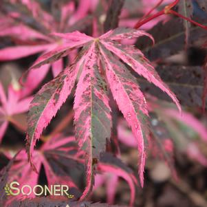 RAINBOW UPRIGHT JAPANESE MAPLE