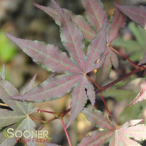 AMAGI SHIGURE UPRIGHT JAPANESE MAPLE