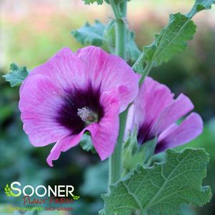 HALO CERISE HOLLYHOCK