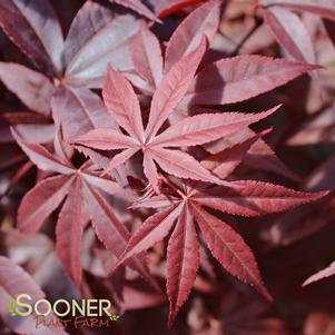 RED EMPEROR UPRIGHT JAPANESE MAPLE