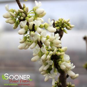 WHITE CHINESE REDBUD