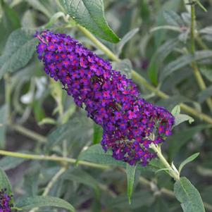 MONARCH® DARK DYNASTY BUTTERFLY BUSH