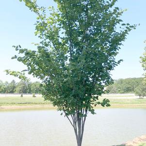 SUMMER'S TOWER™ REDBUD