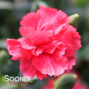 WHETMAN® PREMIER™ ROSEBUD DIANTHUS