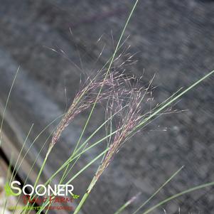 UNDAUNTED® RUBY MUHLY GRASS