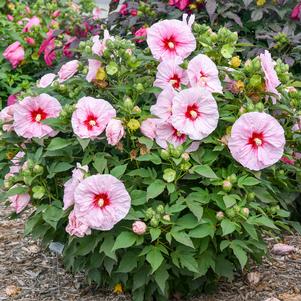 SUMMERIFIC® ALL EYES ON ME HARDY HIBISCUS