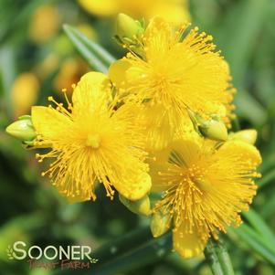 SUNNY BOULEVARD® ST. JOHN'S WORT