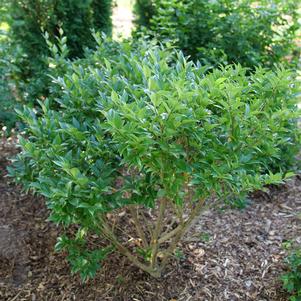 KINDLY™ LIGUSTRUM