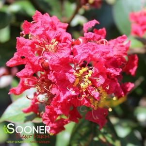 RIKKI TIKKI® ROUGE CRAPEMYRTLE