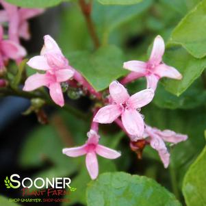 BLOOMERANG® DWARF PINK LILAC