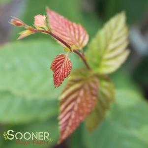 FIRESPIRE™ AMERICAN HORNBEAM