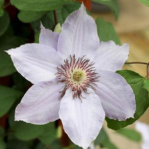 STILL WATERS™ CLEMATIS