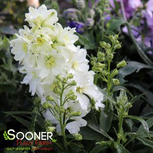 NEW MILLENNIUM™ MINI STARS DELPHINIUM