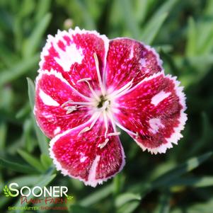 PRETTY POPPERS™ FIRE AND ICE DIANTHUS